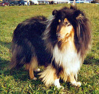 Paprika black de Remember our Love