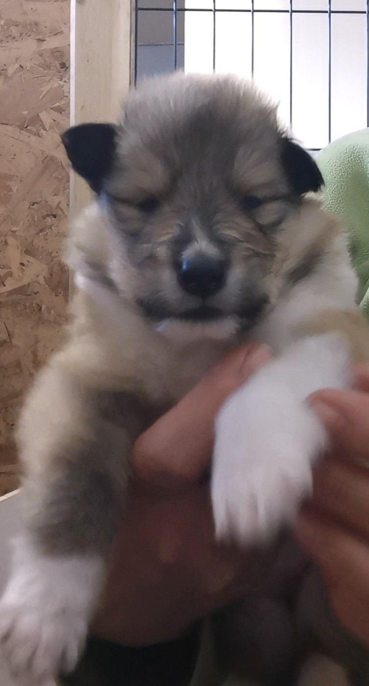 de Remember our Love - Chiots disponibles - Colley à poil long