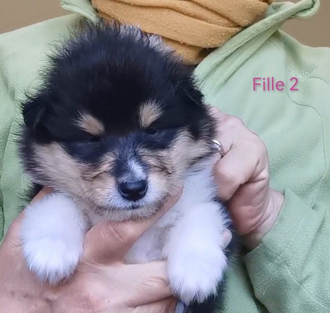 de Remember our Love - Chiots disponibles - Colley à poil long