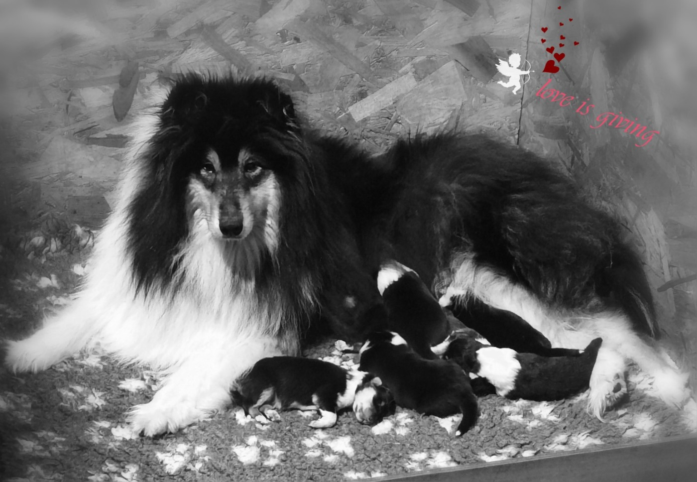 Chiot Colley à poil long de Remember our Love