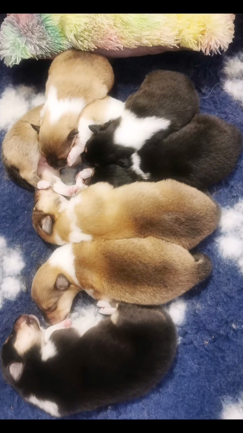 Chiot Colley à poil long de Remember our Love