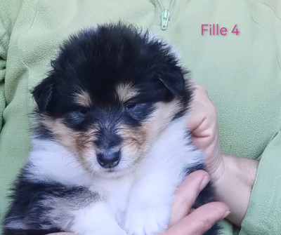 Chiot N°4